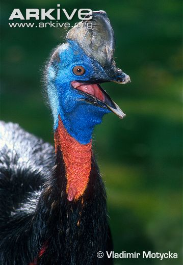 Illustration for article titled Flightless Friday - Casuarius bennetti Edition